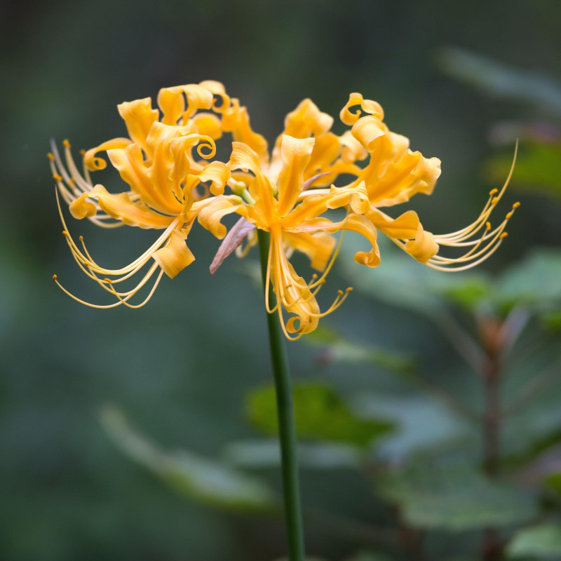 LYCORIS YELLOW FLOWER BULBS (PACK OF 10 PC)