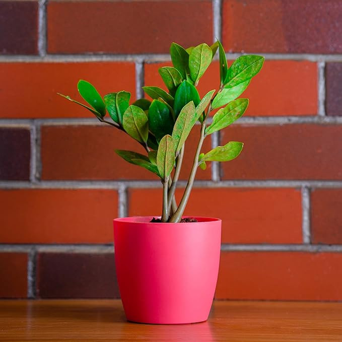 PLASTIC POT PASTEL PINK 5 INCH (PACK OF 3 PC )
