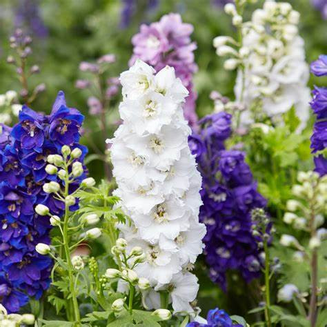 DELPHINIUM IMPERIAL FLOWER SEEDS